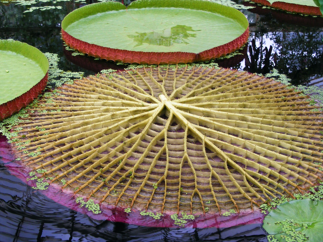 승모근경락